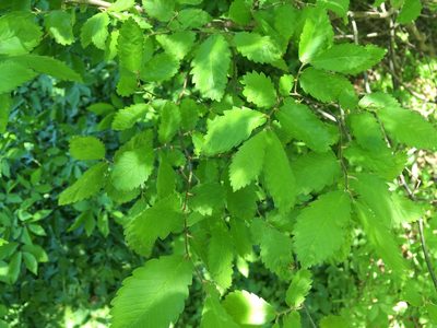 Zelkova serrata, photographed by Daniel Atha