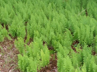 Arthropteris orientalis, photographed by i_c_riddell