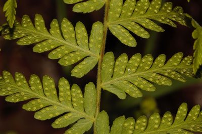 Arthropteris orientalis, photographed by i_c_riddell