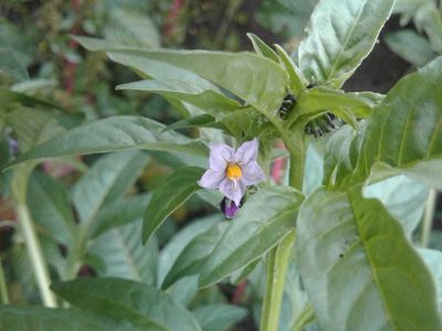 Solanum radicans, photographed by Alejandro Alfredo Aguirre