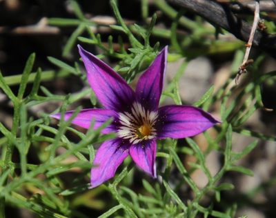 Romulea kamisensis, photographed by Tony Rebelo