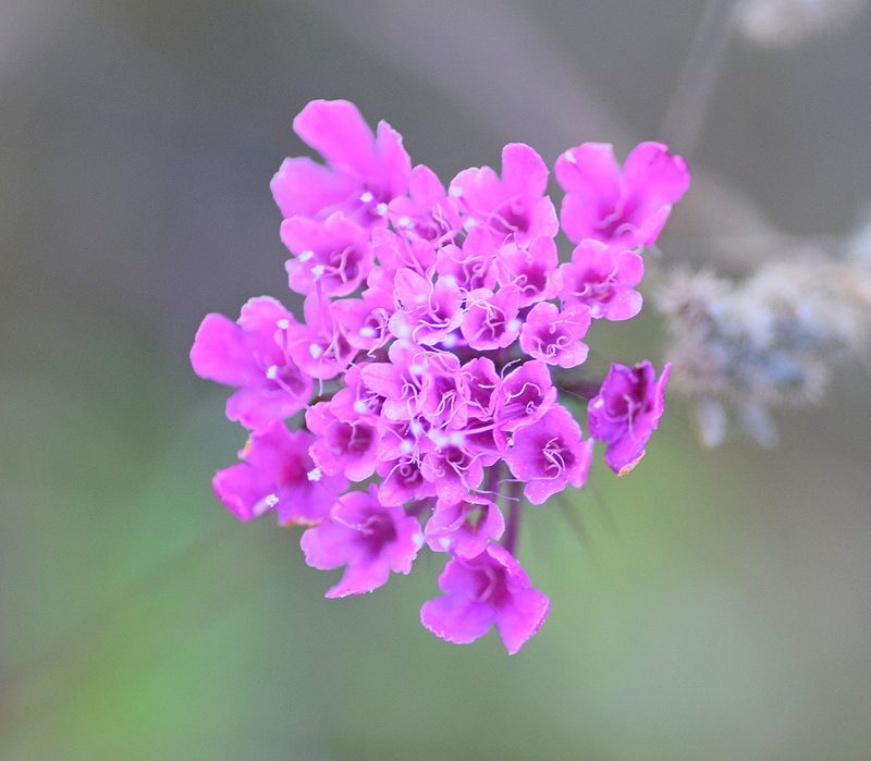 Scabiosa tenuis, photographed by Kostas Zontanos