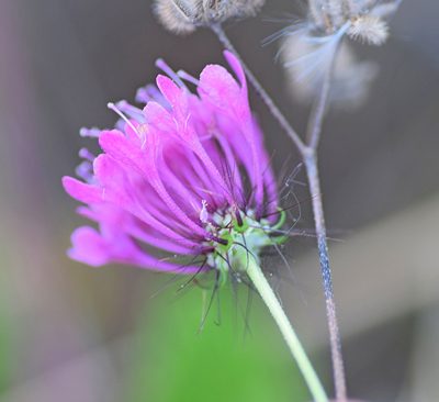 Scabiosa tenuis, photographed by Kostas Zontanos