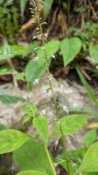 Lysimachia decurrens, photographed by Cheng-Te Hsu