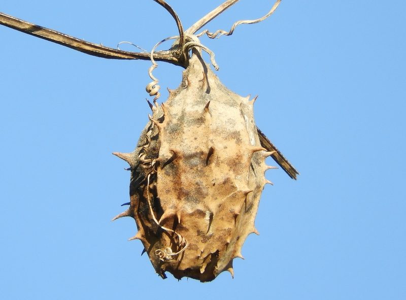 Luffa quinquefida, photographed by Francisco Farriols Sarabia