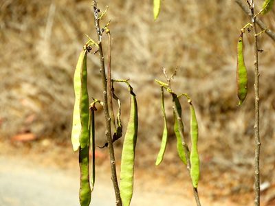 Gliricidia sepium, photographed by Francisco Farriols Sarabia