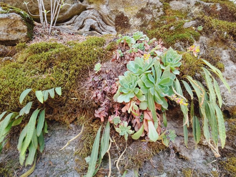 Echeveria secunda, photographed by Ulises Emmanuel Martínez Burgos
