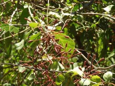 Pisonia capitata, photographed by Francisco Farriols Sarabia