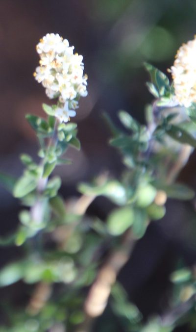 Selago namaquensis, photographed by Tony Rebelo