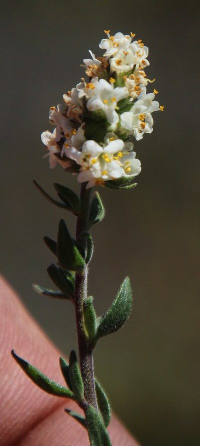 Selago namaquensis, photographed by Tony Rebelo