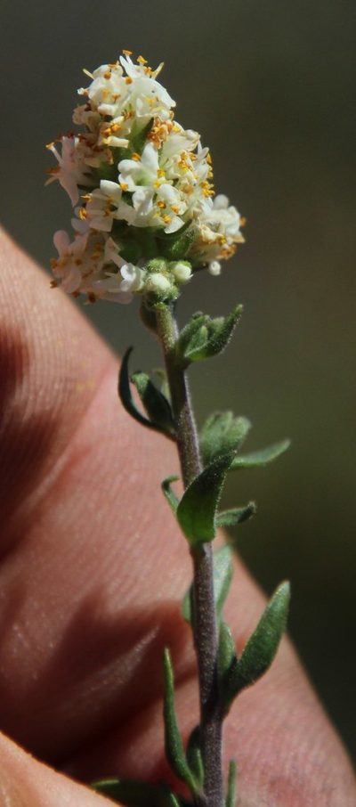 Selago namaquensis, photographed by Tony Rebelo