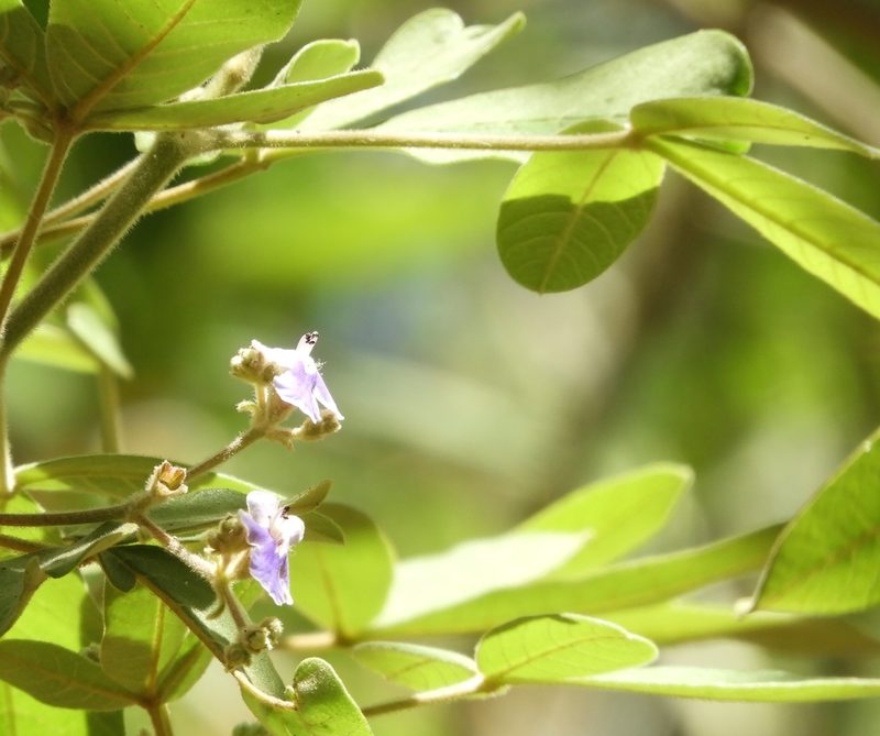Vitex mollis, photographed by Francisco Farriols Sarabia