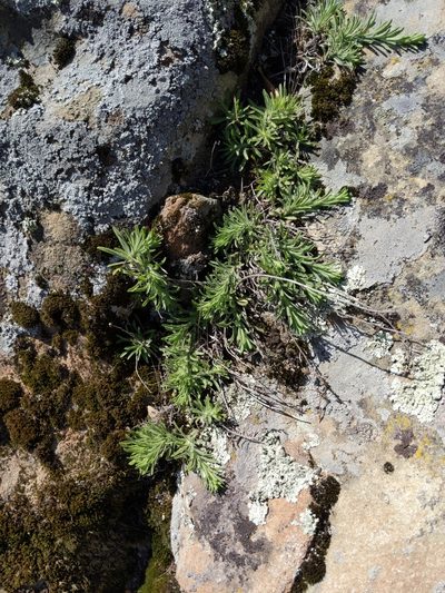 Erigeron petrophilus, photographed by Ken-ichi Ueda
