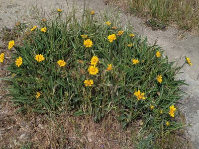 Helianthella castanea, photographed by Ken-ichi Ueda
