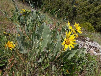 Wyethia helenioides, photographed by Ken-ichi Ueda