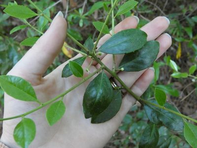 Ilex coriacea, photographed by Morgan Freese