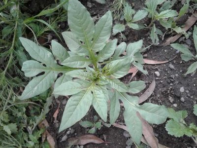 Solanum radicans, photographed by Alejandro Alfredo Aguirre