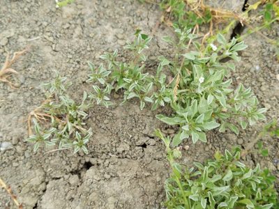 Hesperevax sparsiflora, photographed by Ken-ichi Ueda