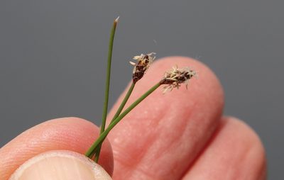 Eleocharis montevidensis, photographed by Millie Basden