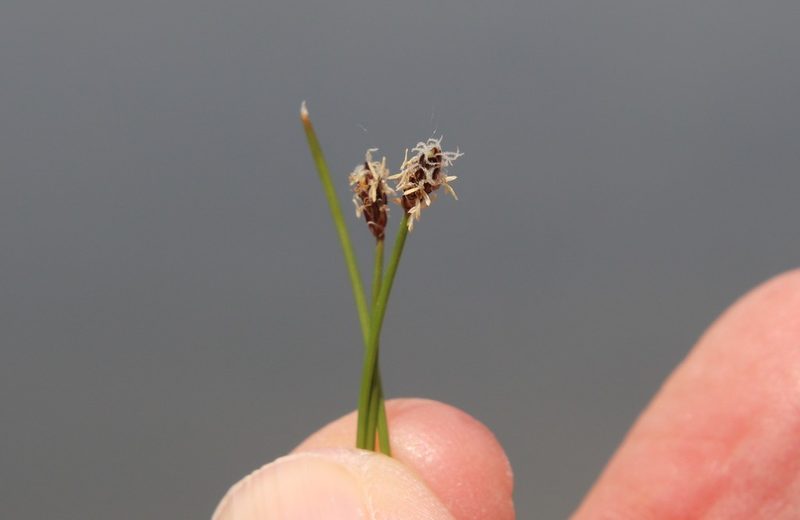 Eleocharis montevidensis, photographed by Millie Basden