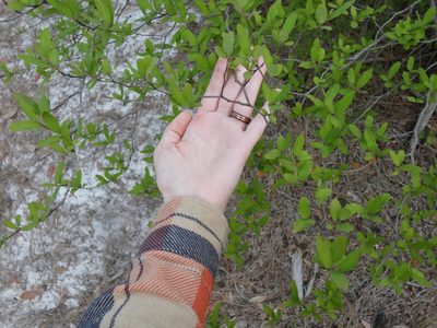 Litsea aestivalis, photographed by Morgan Freese