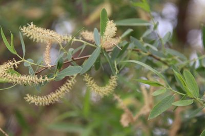 Salix gooddingii, photographed by Millie Basden