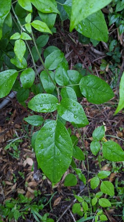 Jasminum sinense, photographed by 許文俊