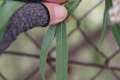 Salix gooddingii, photographed by Millie Basden