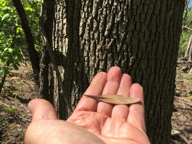 Fraxinus profunda, photographed by Daniel Atha