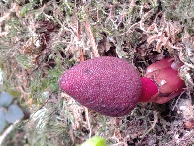 Balanophora harlandii, photographed by jackywu
