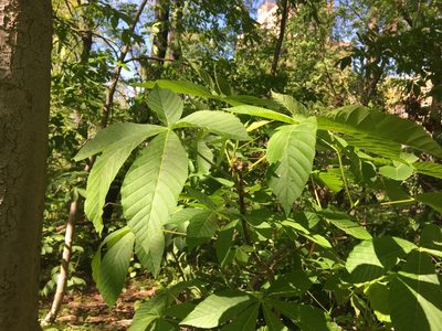 Aesculus flava, photographed by Daniel Atha