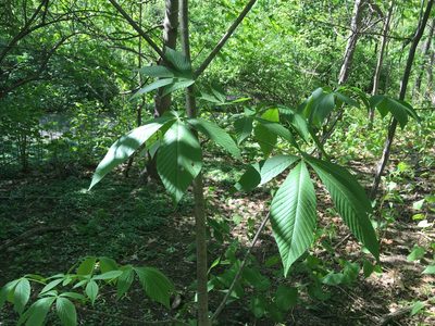Aesculus flava, photographed by Daniel Atha