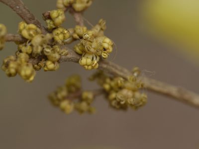 Putranjiva roxburghii, photographed by Dinesh Valke