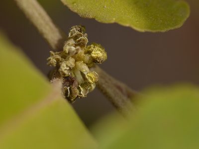 Putranjiva roxburghii, photographed by Dinesh Valke
