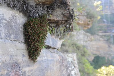 Sprengelia monticola, photographed by ronavery