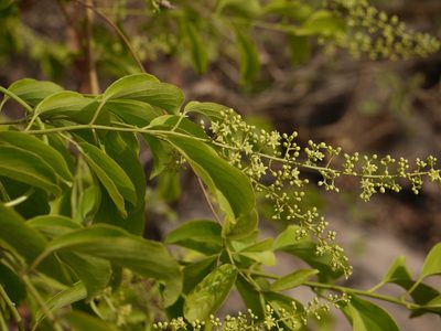 Celastrus paniculatus, photographed by Dinesh Valke