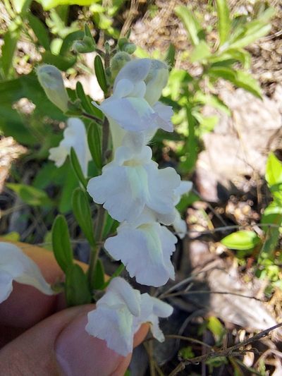 Scutellaria multiglandulosa, photographed by Adam Pitcher