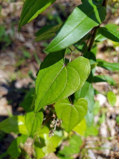 Dioscorea floridana, photographed by Adam Pitcher