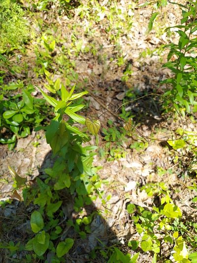 Dioscorea floridana, photographed by Adam Pitcher