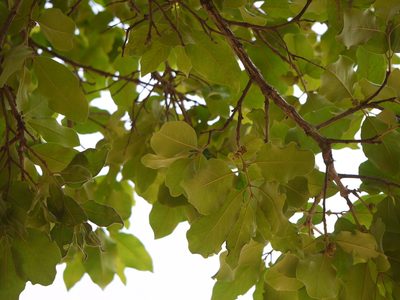 Diospyros melanoxylon, photographed by Dinesh Valke