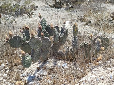 Opuntia rufida, photographed by Liliana Ramírez-Freire