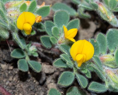 Acmispon brachycarpus, photographed by Don Loarie