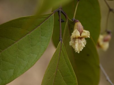 Stereospermum colais, photographed by Dinesh Valke
