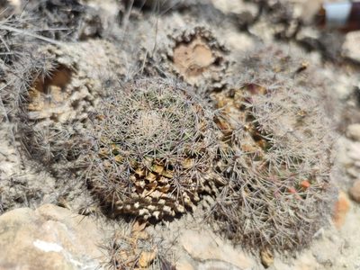 Mammillaria heyderi, photographed by Liliana Ramírez-Freire