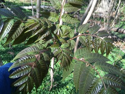 Toona sinensis, photographed by Daniel Atha