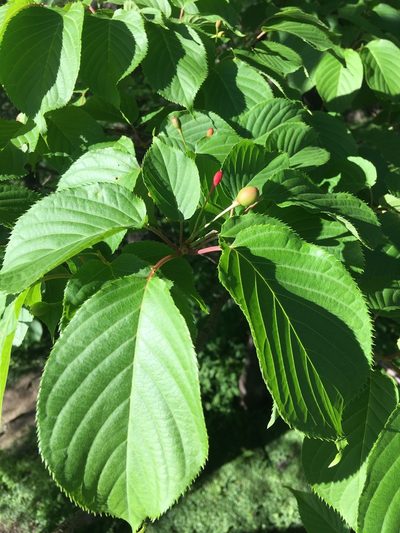 Prunus sargentii, photographed by Daniel Atha