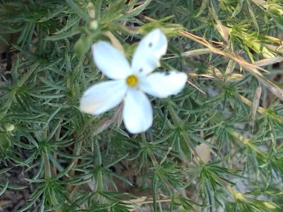 Leptosiphon floribundus, photographed by Michele Jones