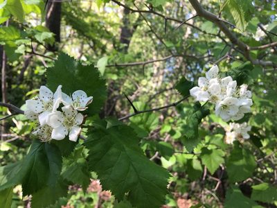 Crataegus mollis, photographed by Daniel Atha