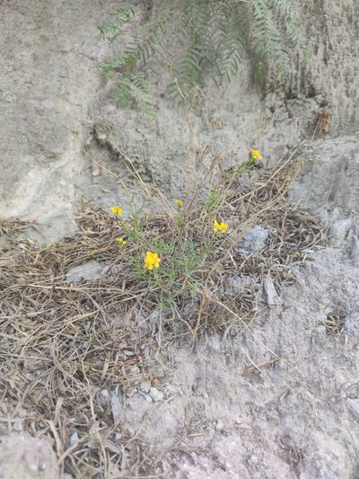 Haploesthes greggii, photographed by Liliana Ramírez-Freire