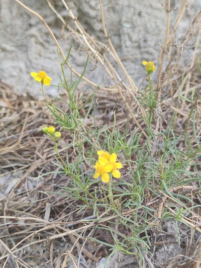 Haploesthes greggii, photographed by Liliana Ramírez-Freire